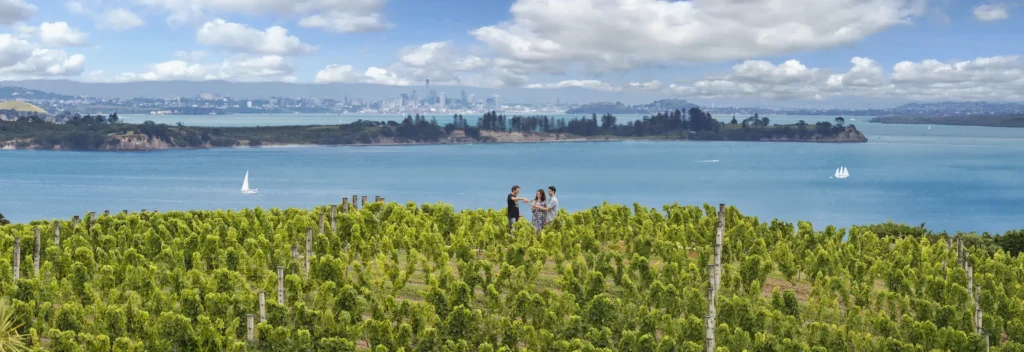 怀赫科岛 Mudbrick 酒庄的葡萄园与海湾景色