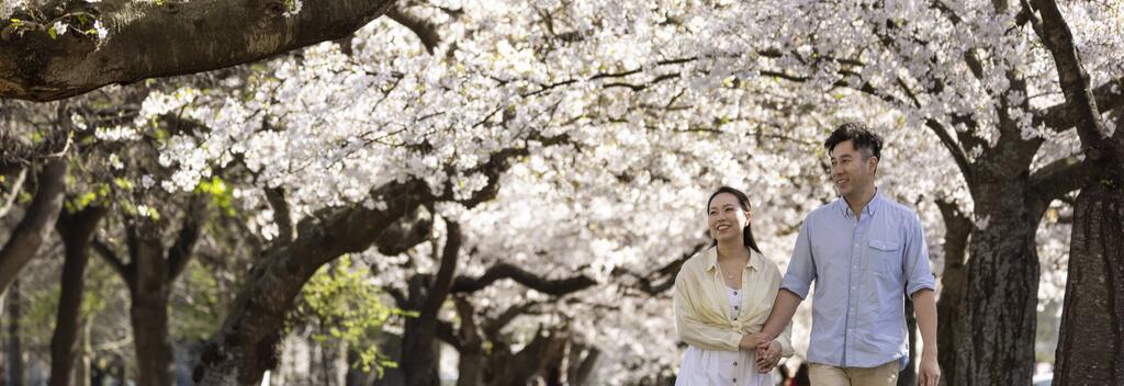 基督城春季樱花与公园绿地