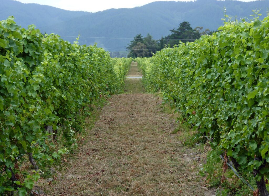 新西兰马尔堡云雾湾酒庄葡萄园景观