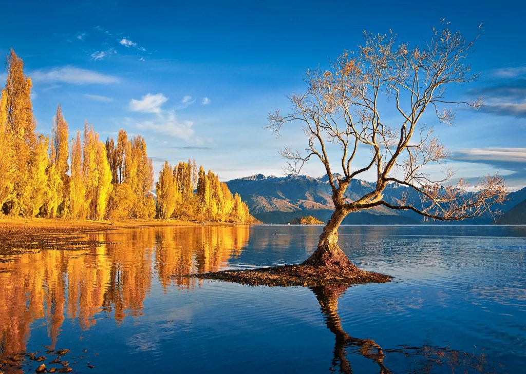 瓦纳卡湖畔孤独的树与山景