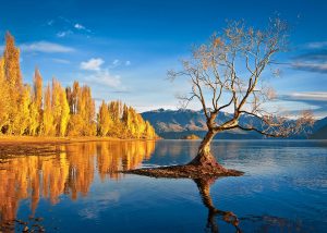 瓦纳卡湖畔孤独的树与山景