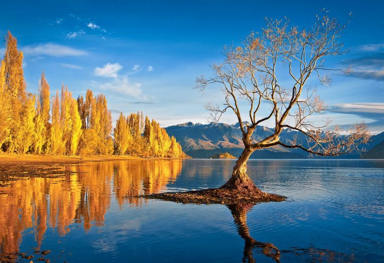 瓦纳卡湖畔孤独的树与山景