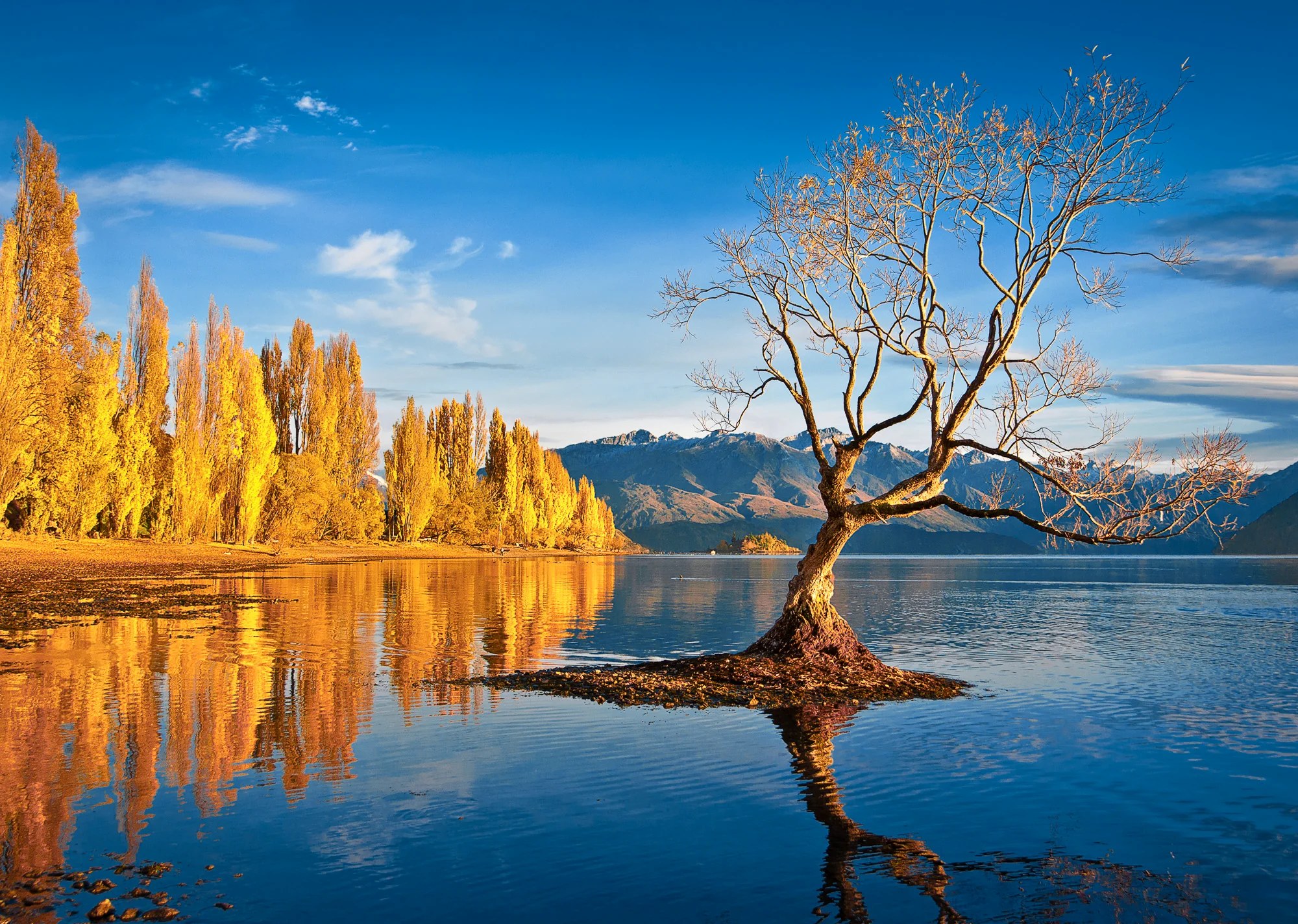 瓦纳卡湖畔孤独的树与山景