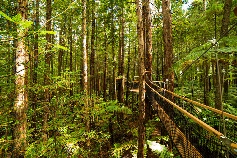 罗托鲁瓦红木森林步道